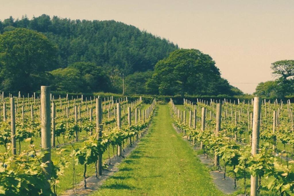 Vineyard Country Cottage Llanerch-Aeron Zewnętrze zdjęcie